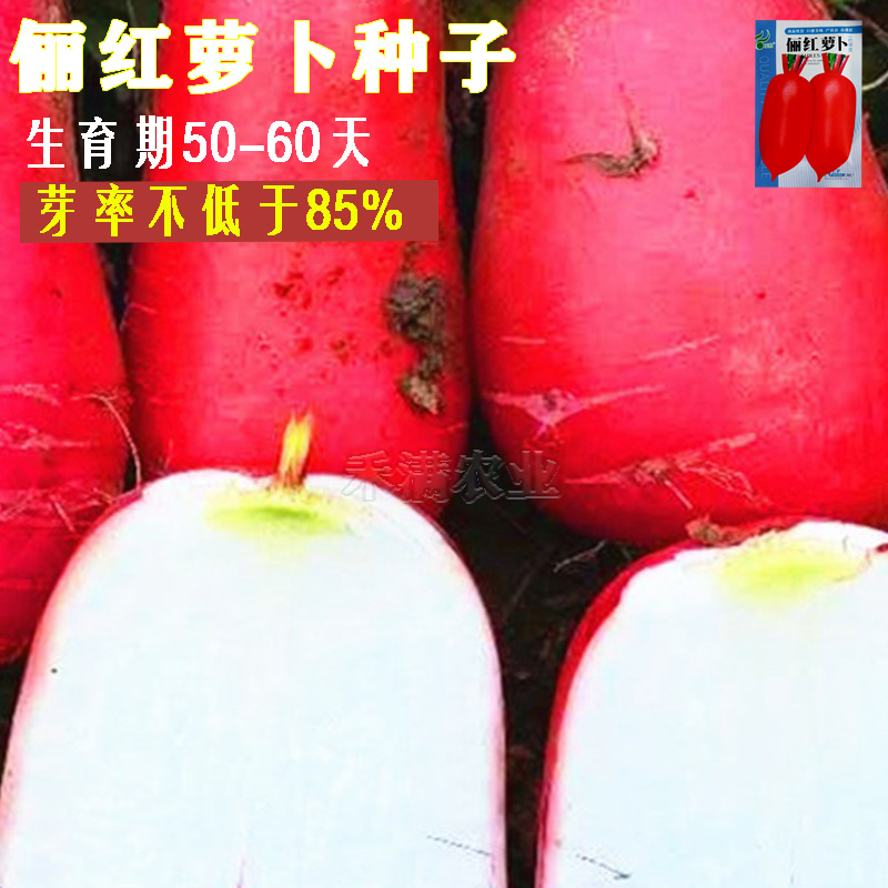 基地大红袍萝卜种子红皮白肉萝卜种籽红皮萝卜种子