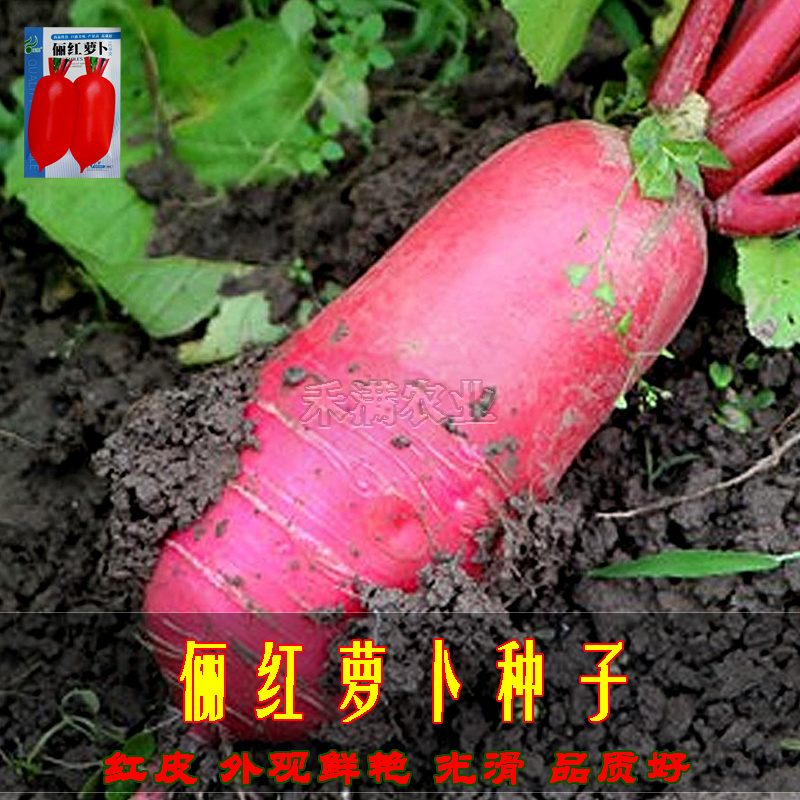 基地大红袍萝卜种子红皮白肉萝卜种籽红皮萝卜种子