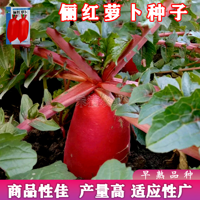 基地大红袍萝卜种子红皮白肉萝卜种籽红皮萝卜种子