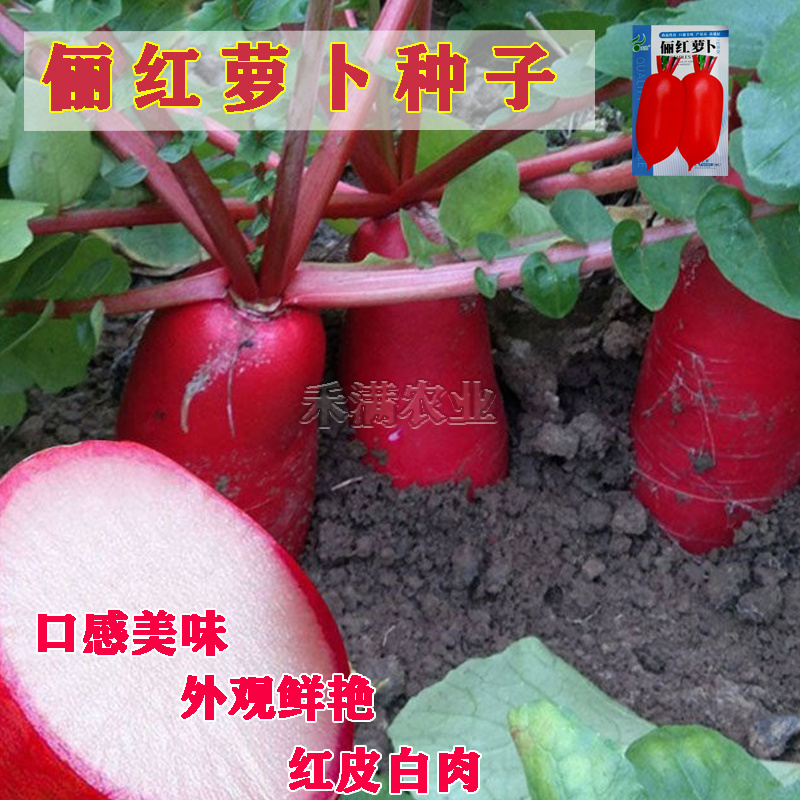 基地大红袍萝卜种子红皮白肉萝卜种籽红皮萝卜种子