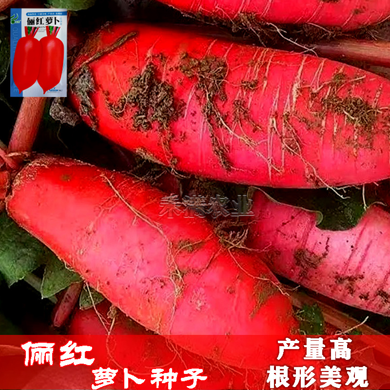 基地大红袍萝卜种子红皮白肉萝卜种籽红皮萝卜种子