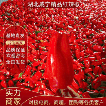 精品红辣椒质量好保证保量欢迎采购