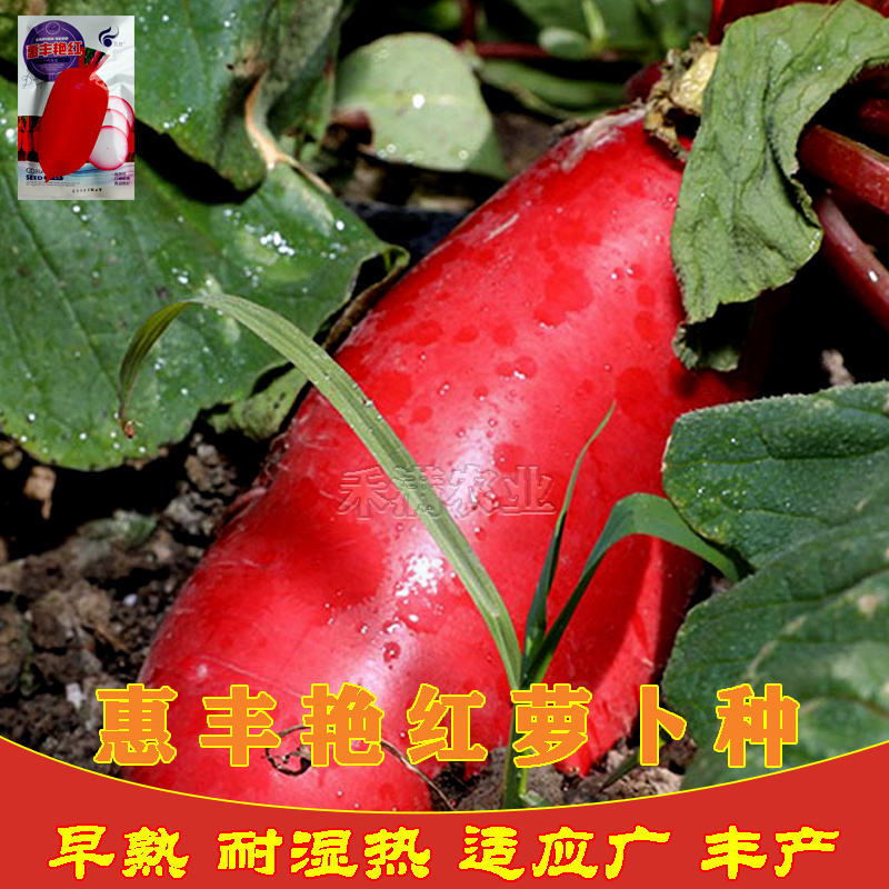 艳红大红袍萝卜种子红皮白心水果满身红萝卜种籽红皮萝卜种子
