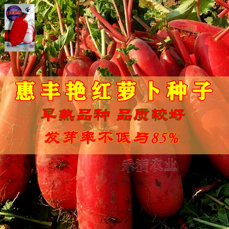 艳红大红袍萝卜种子红皮白心水果满身红萝卜种籽红皮萝卜种子