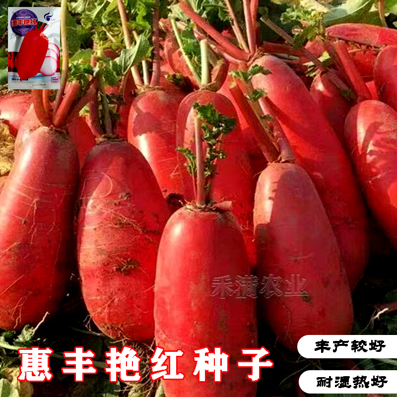 艳红大红袍萝卜种子红皮白心水果满身红萝卜种籽红皮萝卜种子
