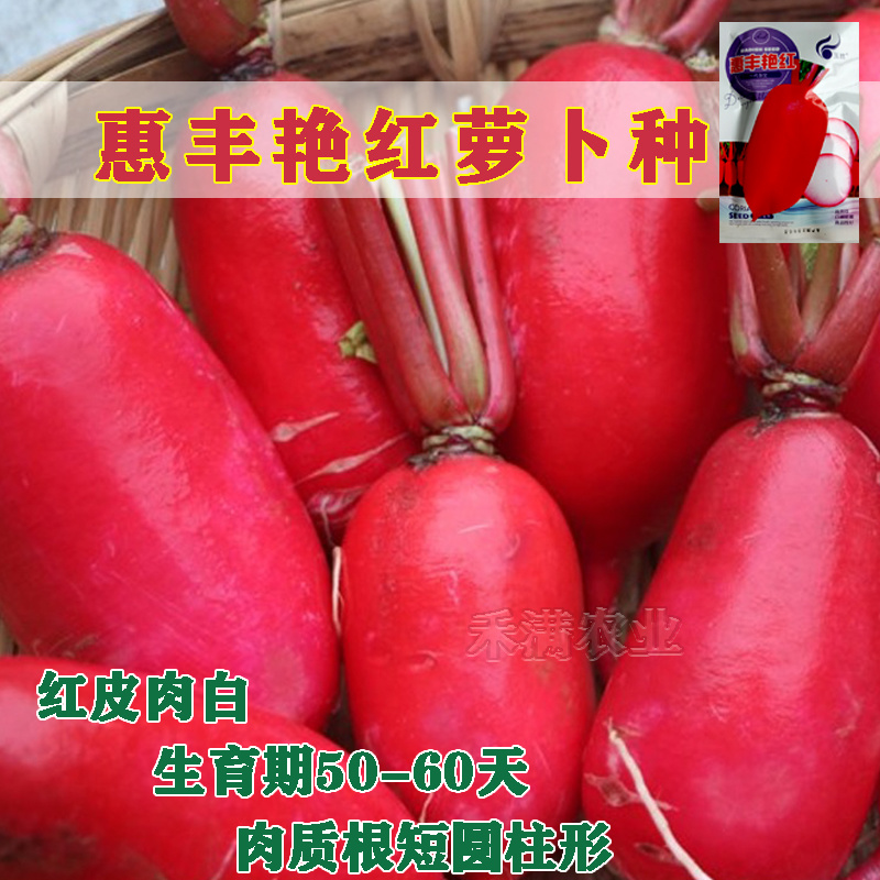 艳红大红袍萝卜种子红皮白心水果满身红萝卜种籽红皮萝卜种子