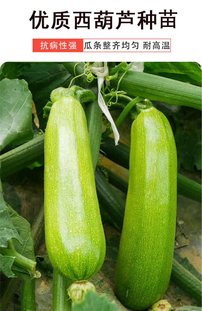 西葫芦瓜苗四季油亮早熟早春瓜苗