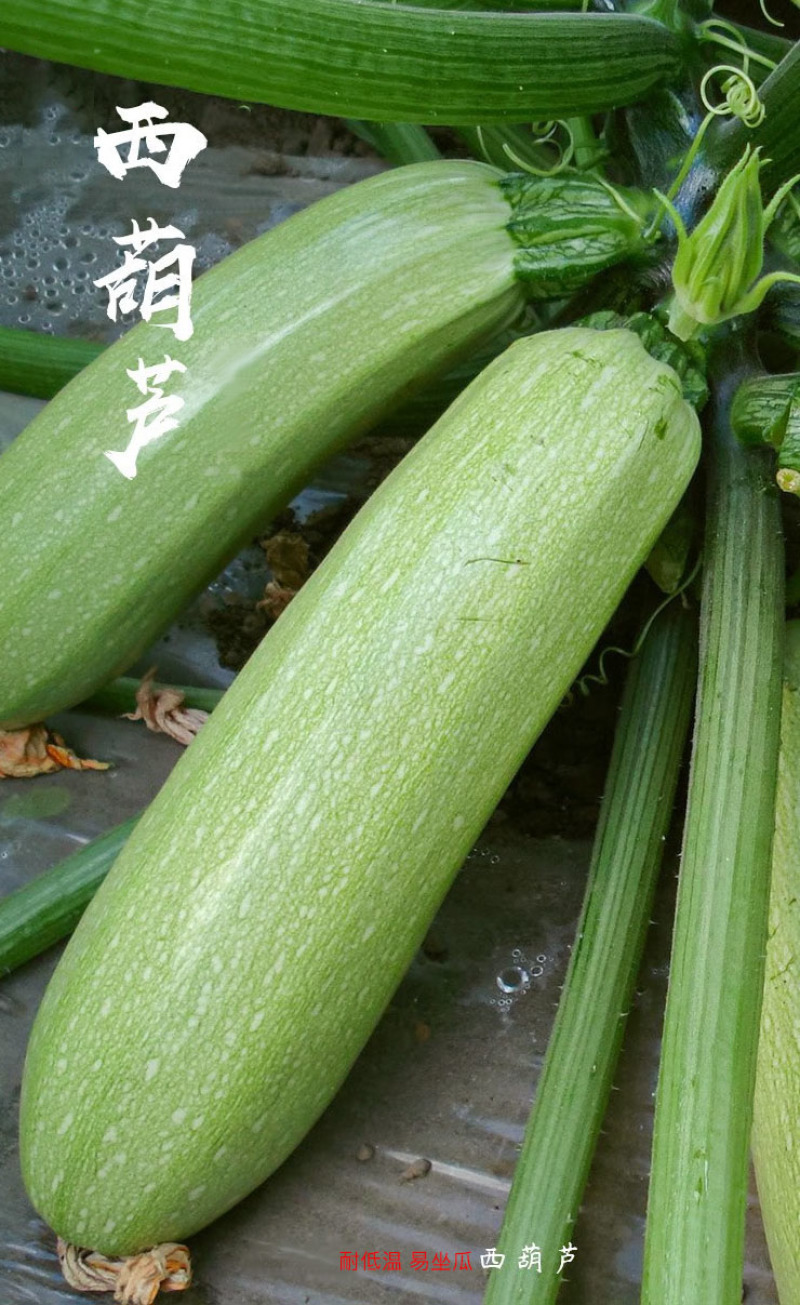 西葫芦瓜苗四季油亮早熟早春瓜苗