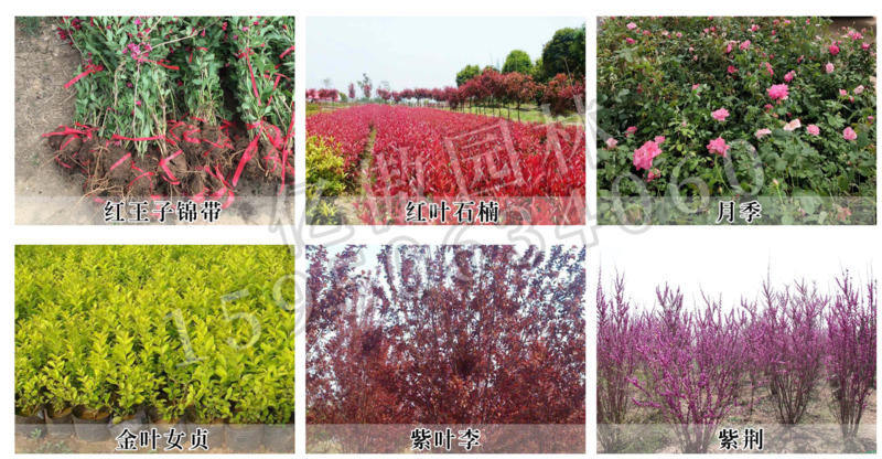 矾根多色矾根盆栽苗适用于工程绿化植物墙造景可耐零下20度