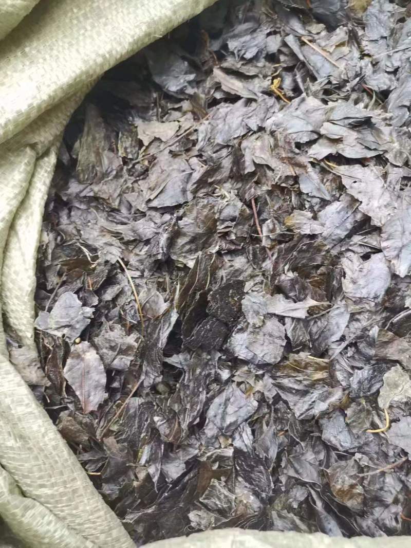 小叶苦丁茶，大量供应，自然晒干，质量保证，精品