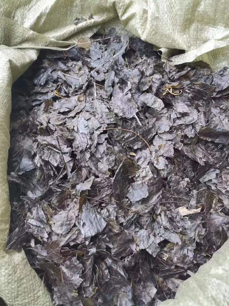 小叶苦丁茶，大量供应，自然晒干，质量保证，精品