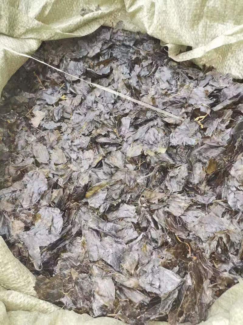 小叶苦丁茶，大量供应，自然晒干，质量保证，精品