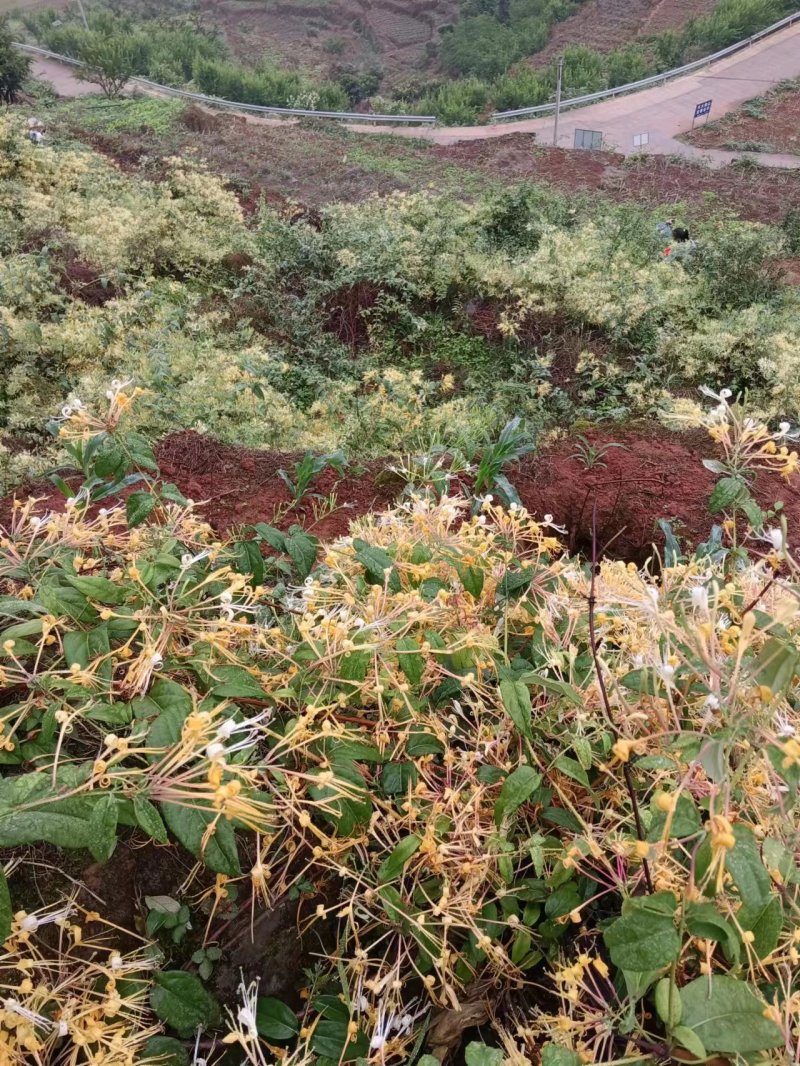 野生金银花，支持视频看货，人工采摘，质量保证