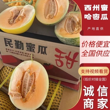 甘肃民勤县哈密瓜西州蜜17号大量供应甜度高品质好视频看货