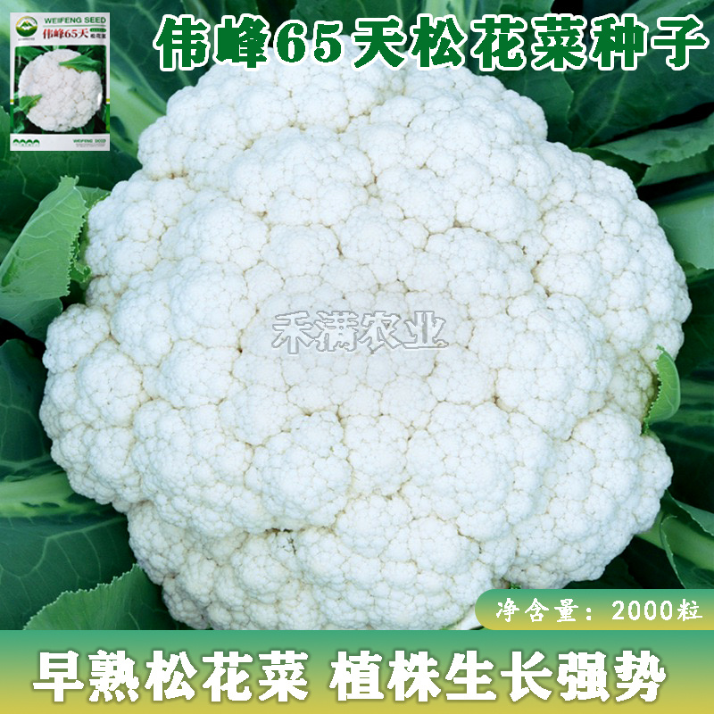 基地优品松花菜种子有机花菜种籽花椰菜籽早中熟青梗花菜种子