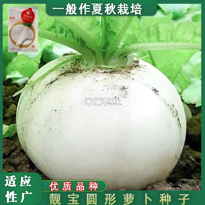 抗热基地优品世农板叶R耐热白萝卜种子高产白萝卜种子