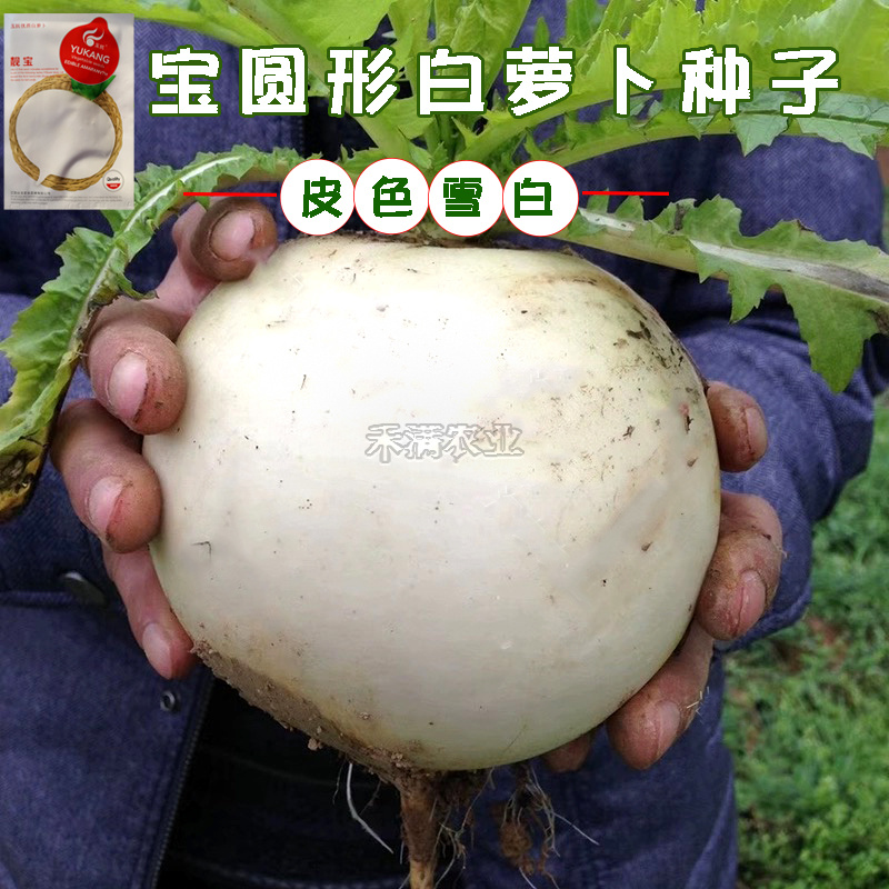 抗热基地优品世农板叶R耐热白萝卜种子高产白萝卜种子