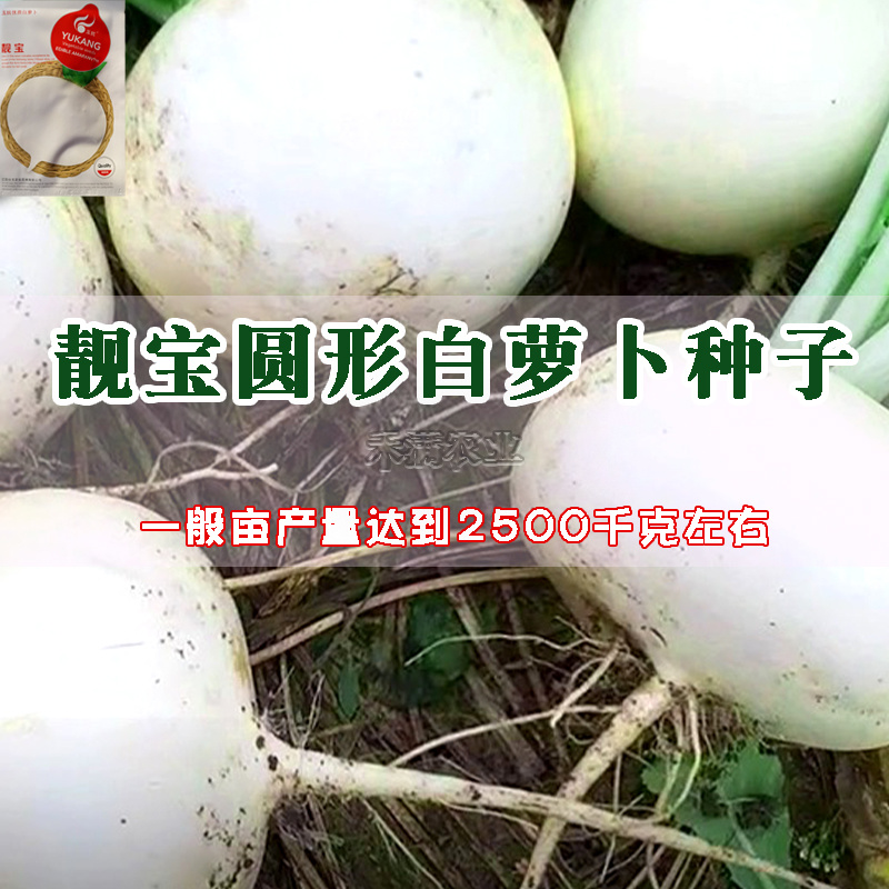 抗热基地优品世农板叶R耐热白萝卜种子高产白萝卜种子