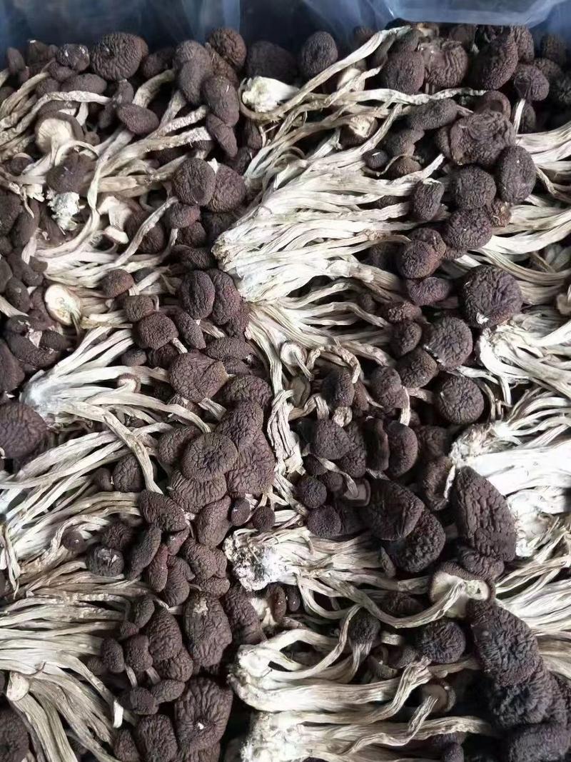 江西土特产茶树菇食用菌干货大量供应保质保量欢迎来电
