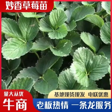 妙香草莓苗，沭阳草莓苗，宁玉草莓苗，天仙醉草莓苗电联