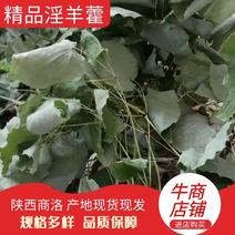 陕西野生【淫羊藿】品质优先假一赔十优质商家欢迎咨询