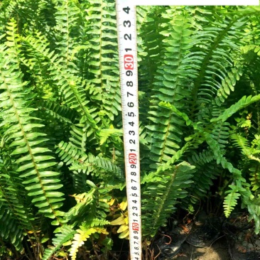 肾蕨排骨草杯苗供应高度30公分苗圃自产量大优惠