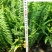肾蕨排骨草杯苗供应高度30公分苗圃自产量大优惠