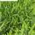 肾蕨排骨草杯苗供应高度30公分苗圃自产量大优惠
