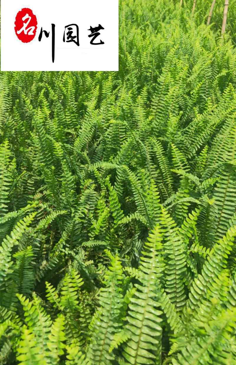 肾蕨排骨草杯苗供应高度30公分苗圃自产量大优惠