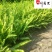 肾蕨排骨草杯苗供应高度30公分苗圃自产量大优惠