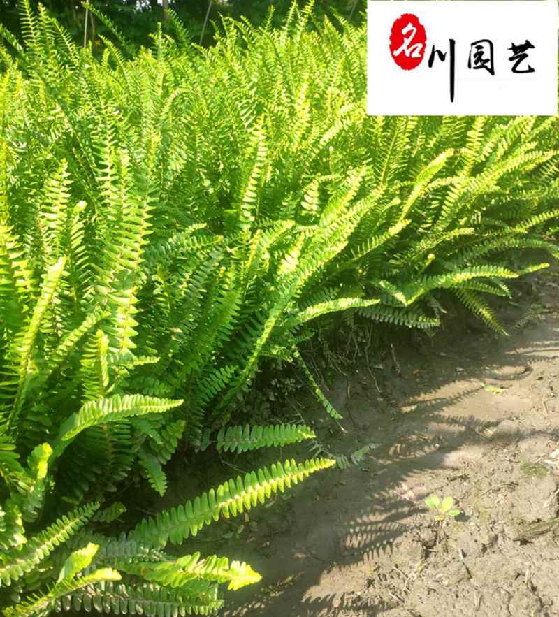 肾蕨排骨草杯苗供应高度30公分苗圃自产量大优惠