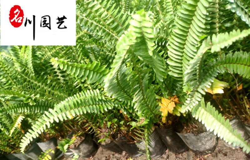 肾蕨排骨草杯苗供应高度30公分苗圃自产量大优惠