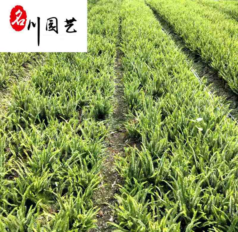 肾蕨排骨草杯苗供应高度30公分苗圃自产量大优惠