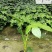 苗圃优惠处理八角金盘保质保量成都郫县货源