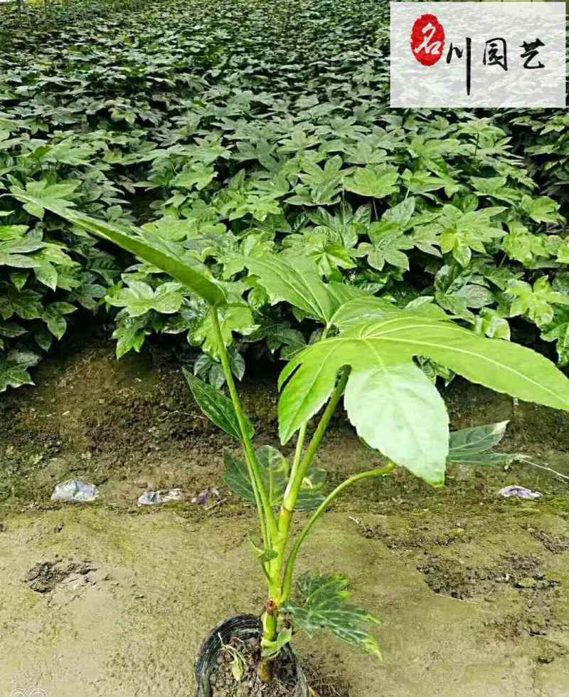 苗圃优惠处理八角金盘保质保量成都郫县货源