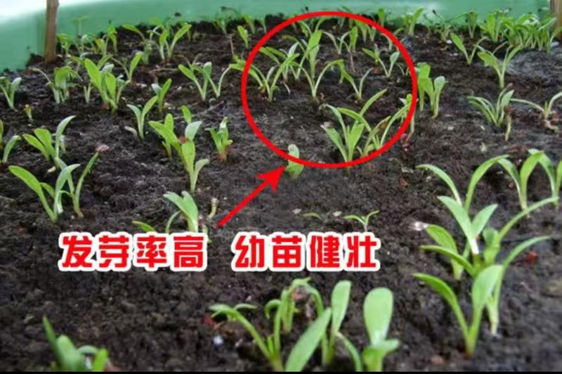 菊苣种籽大叶多年生兔子草种猪牛鱼鸡鸭鹅爱吃的养殖四季牧草