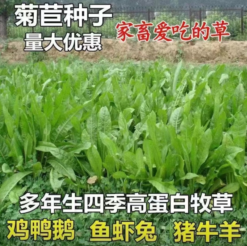 菊苣种籽大叶多年生兔子草种猪牛鱼鸡鸭鹅爱吃的养殖四季牧草