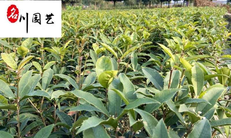 四季桂佛顶珠小苗批发苗圃自产常绿工程苗四季桂佛顶珠