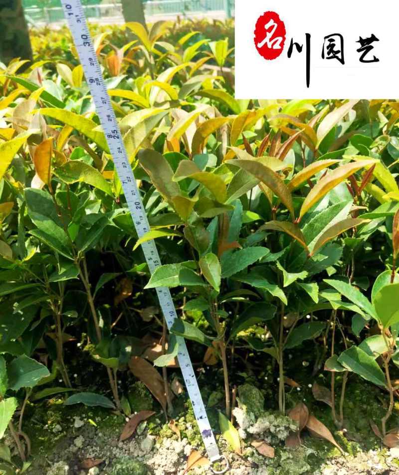 四季桂佛顶珠小苗批发苗圃自产常绿工程苗四季桂佛顶珠