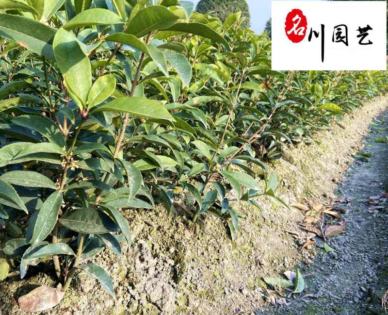 四季桂佛顶珠小苗批发苗圃自产常绿工程苗四季桂佛顶珠