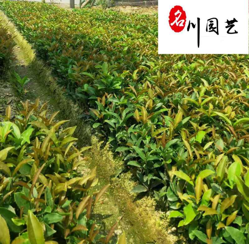 四季桂佛顶珠小苗批发苗圃自产常绿工程苗四季桂佛顶珠