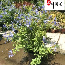 苗圃大量处理蓝雪花盆栽成都蓝雪花产地批发价