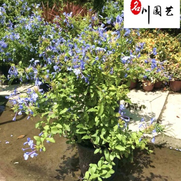 苗圃大量处理蓝雪花盆栽成都蓝雪花产地批发价