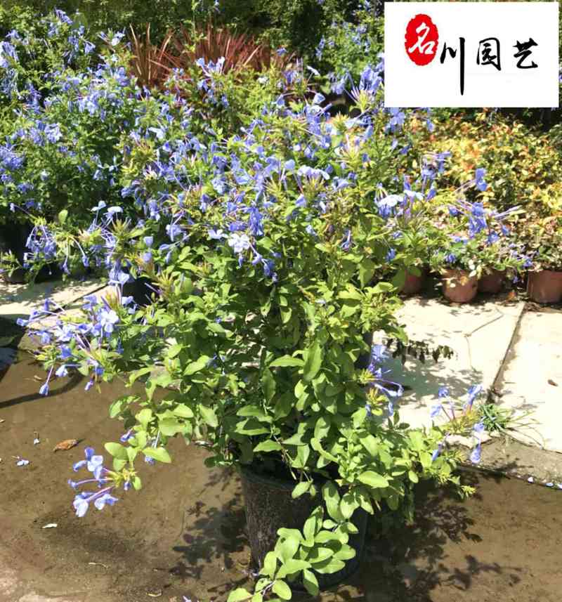 苗圃大量处理蓝雪花盆栽成都蓝雪花产地批发价