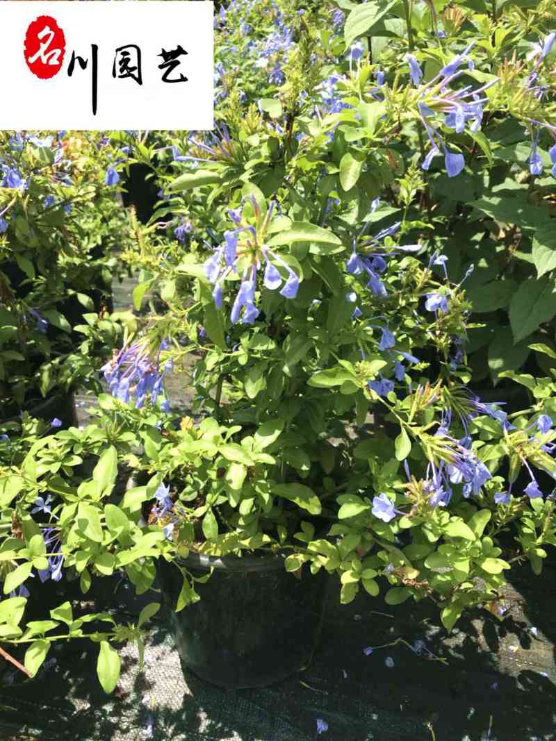 苗圃大量处理蓝雪花盆栽成都蓝雪花产地批发价