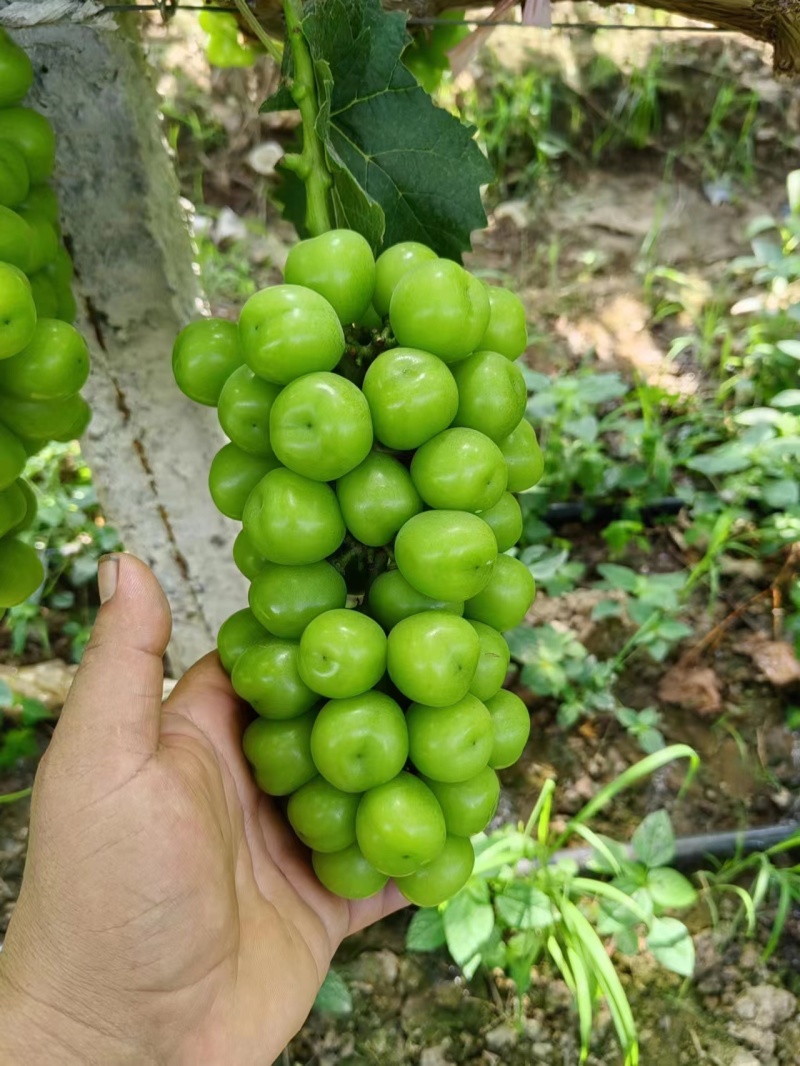 常德澧县精品阳光玫瑰，糖度高口感好，产地直发欢迎选购