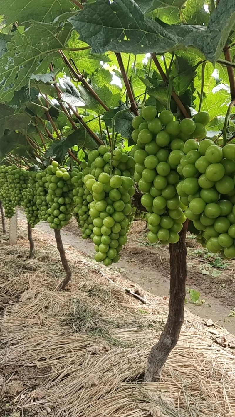 常德澧县精品阳光玫瑰，糖度高口感好，产地直发欢迎选购