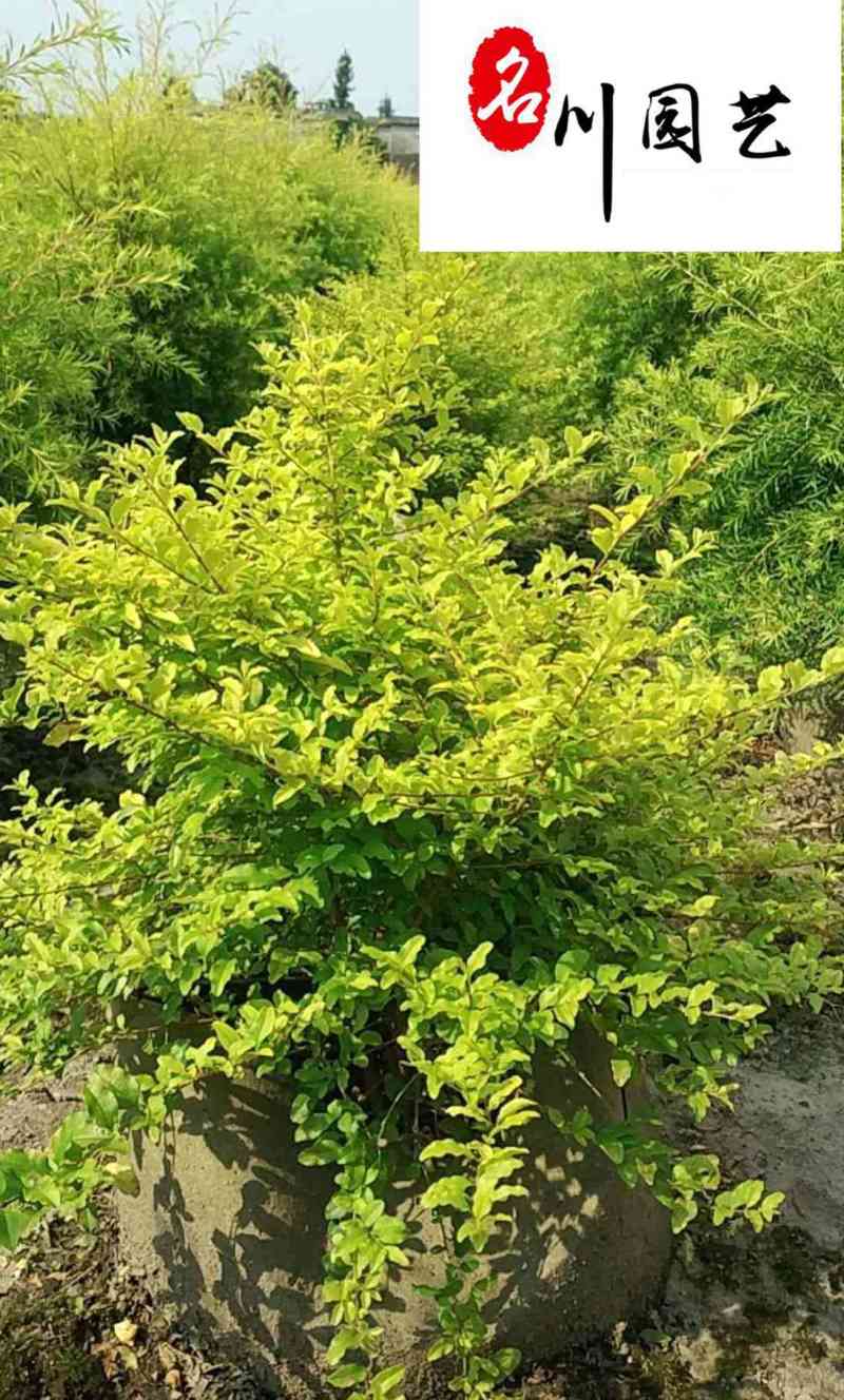 大量批发亮晶女贞杯苗成都基地直供产地价格常绿灌木