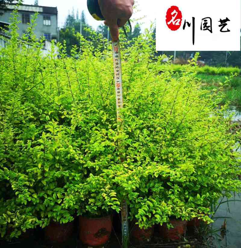大量批发亮晶女贞杯苗成都基地直供产地价格常绿灌木