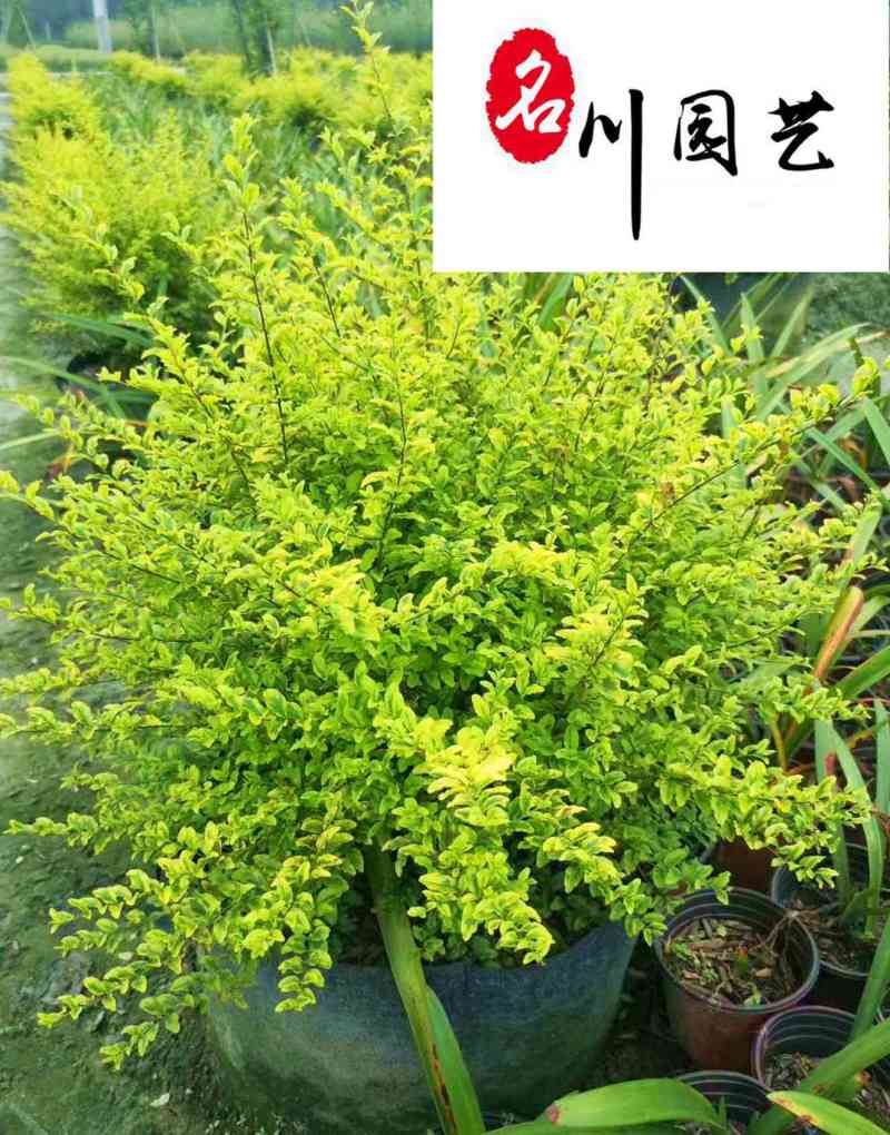 大量批发亮晶女贞杯苗成都基地直供产地价格常绿灌木